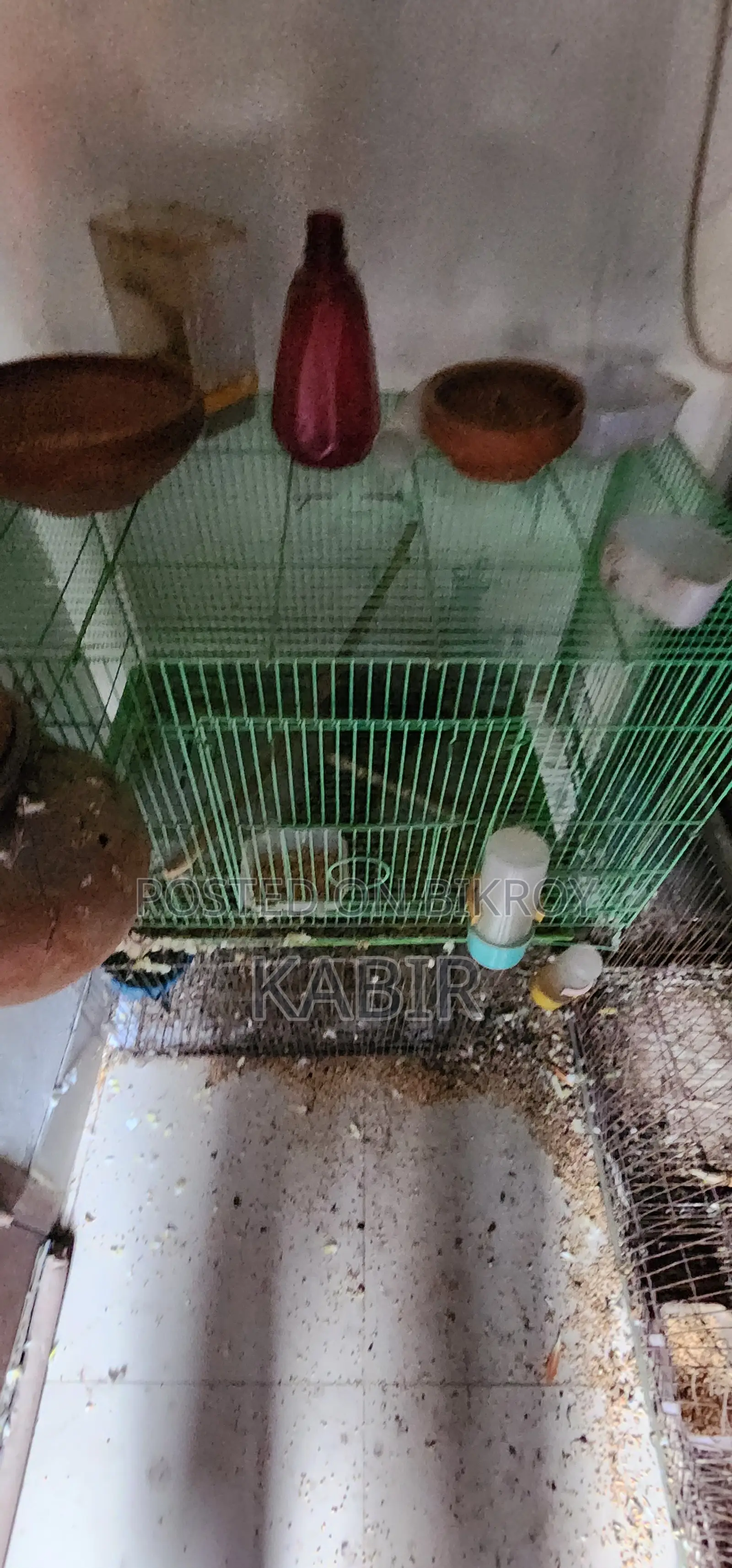 Few Bird Sale