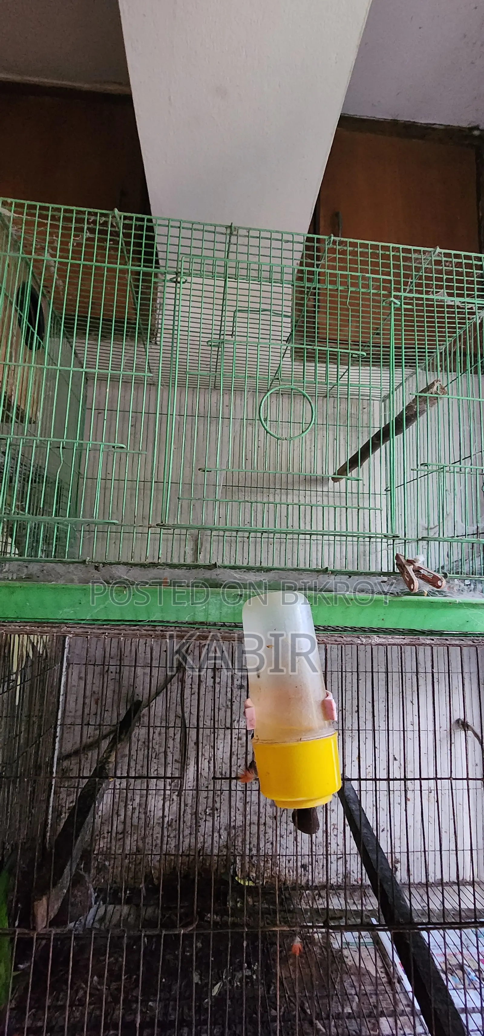 Few Bird Sale