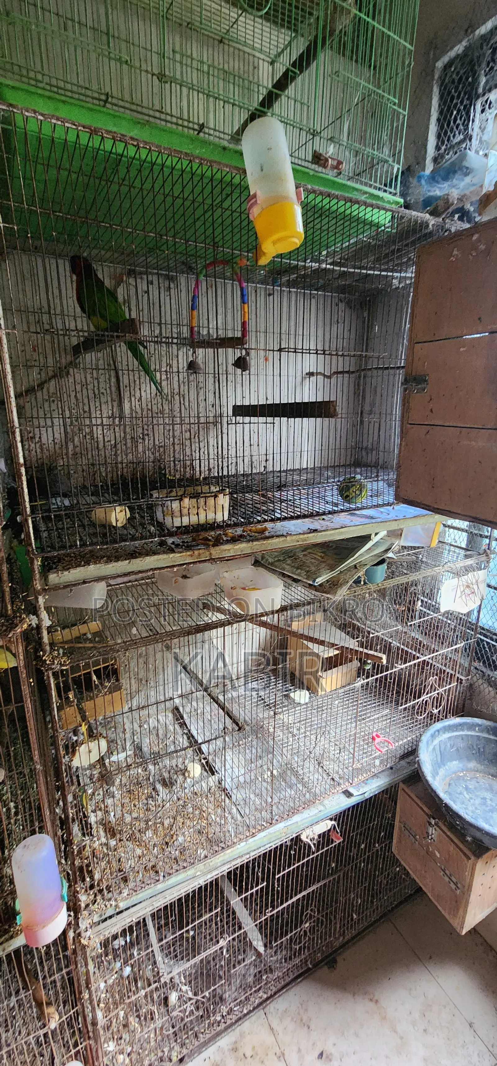 Few Bird Sale