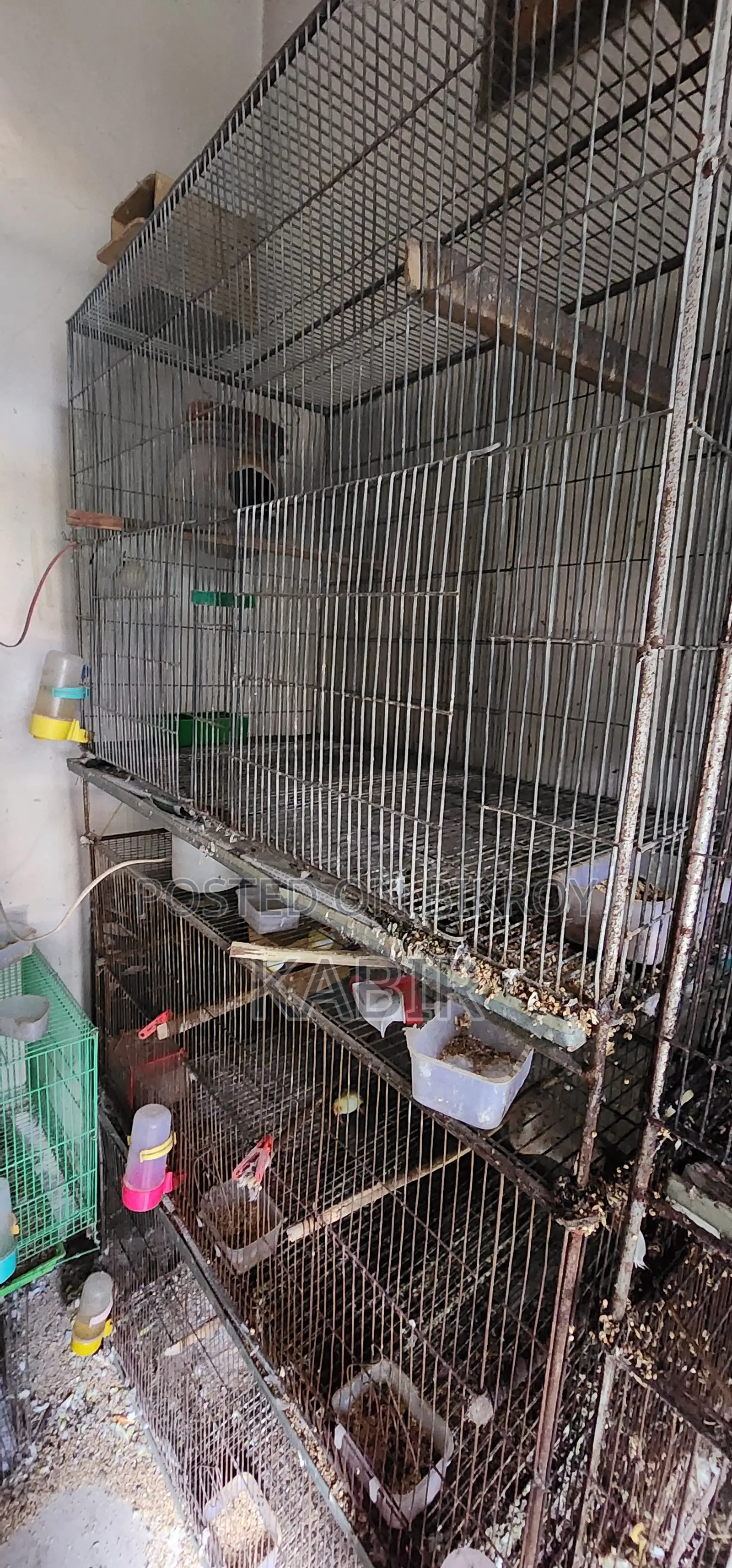 Few Bird Sale