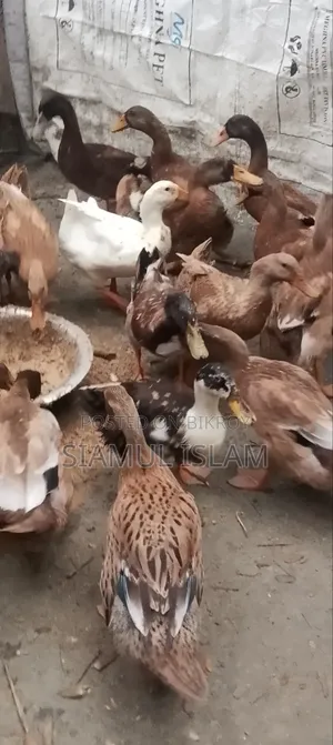 Ducks for sale