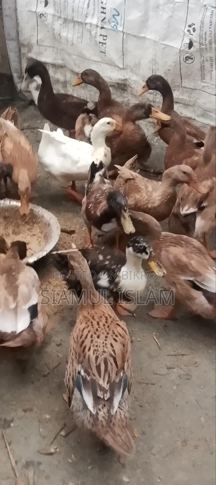 Ducks for sale