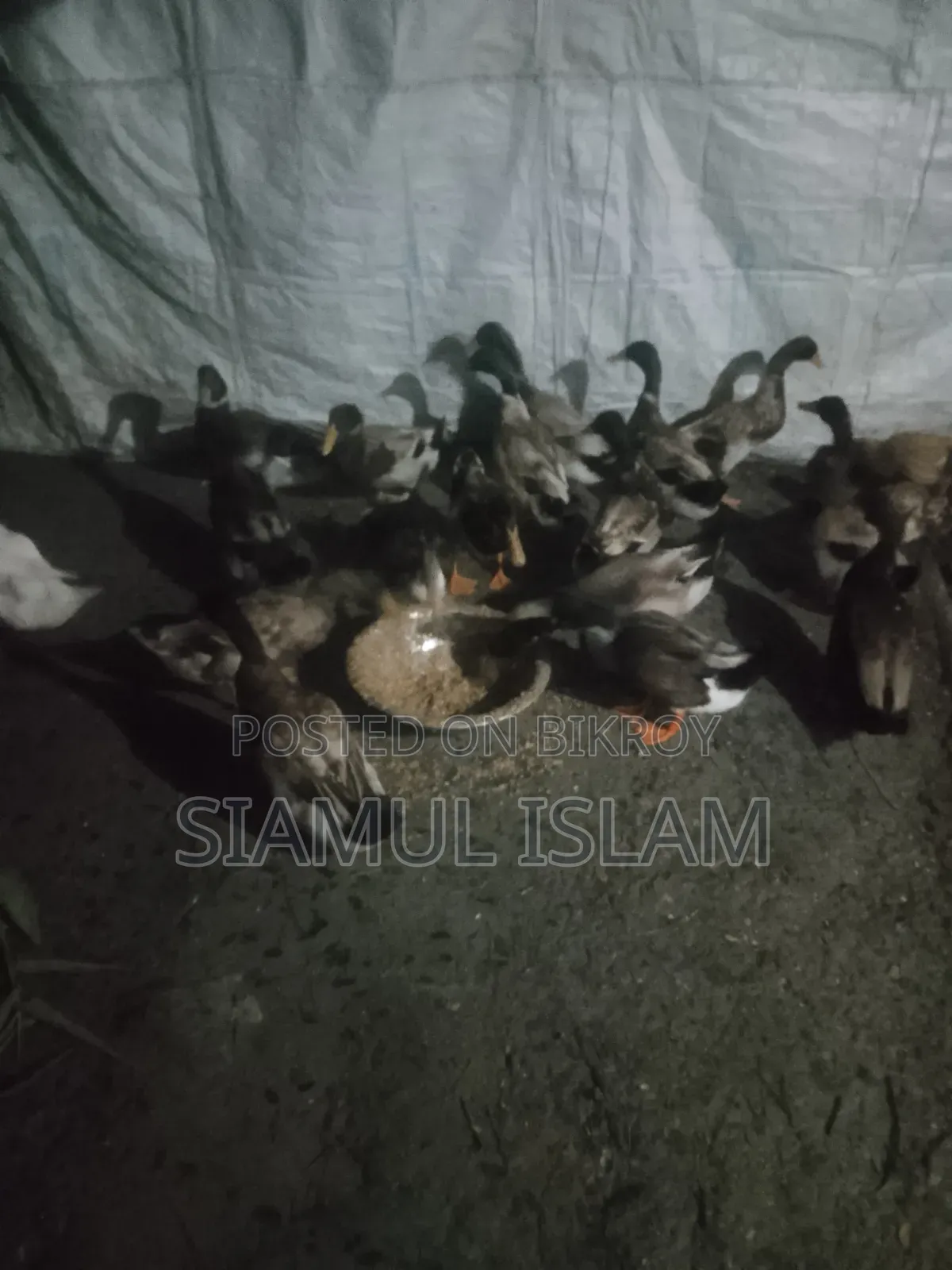 Ducks for sale