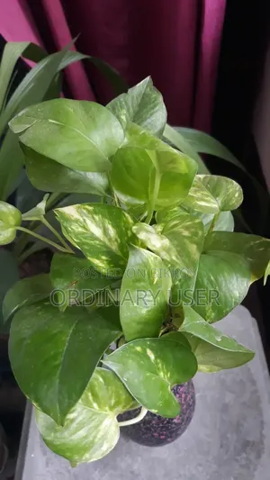 Golden Pothos