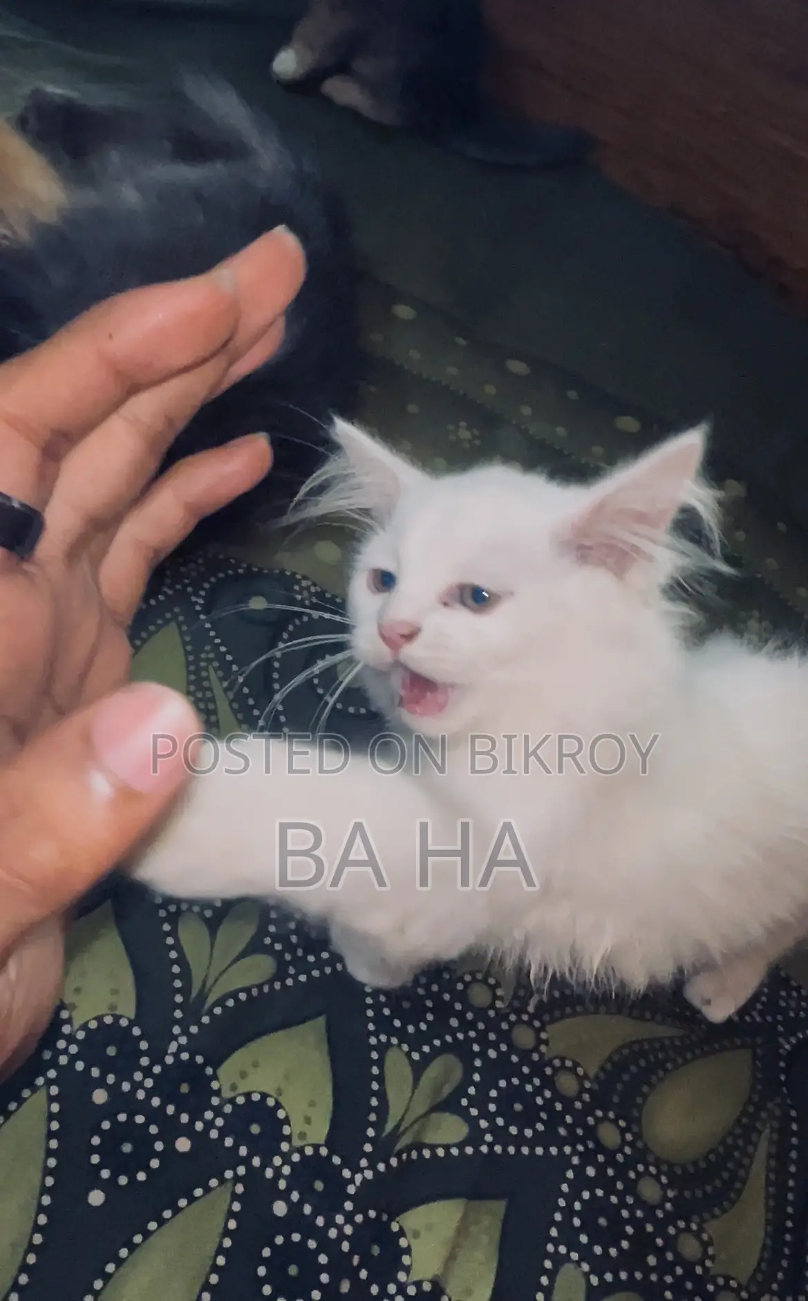 ৩-৬ মাসের পুরুষ খাঁটি পার্সিয়ান