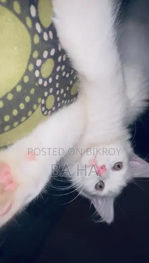 ৩-৬ মাসের পুরুষ খাঁটি পার্সিয়ান