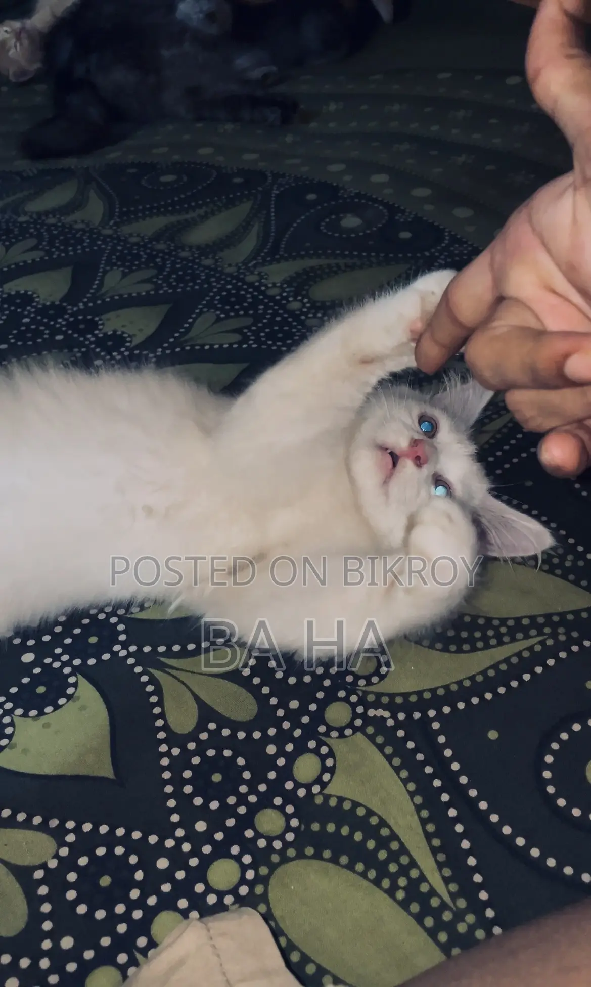 ৩-৬ মাসের পুরুষ খাঁটি পার্সিয়ান