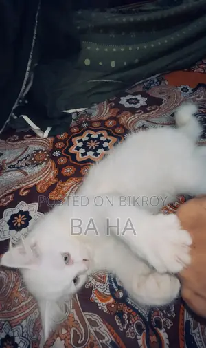 ৩-৬ মাসের পুরুষ খাঁটি পার্সিয়ান