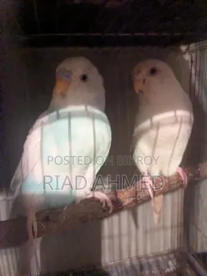 বাজরিকা পাখি
