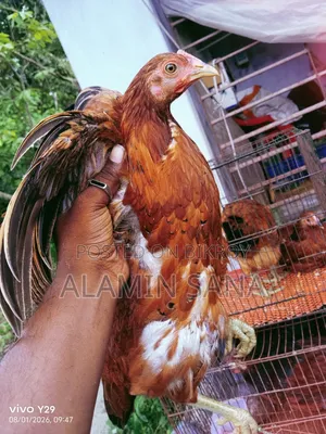 Three healthy and active native chickens for sale