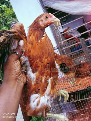 Three healthy and active native chickens for sale
