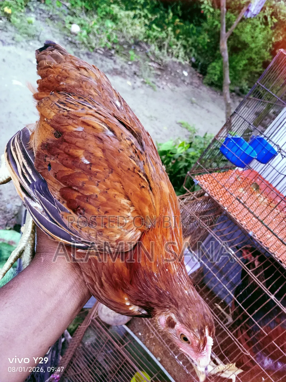 Three healthy and active native chickens for sale
