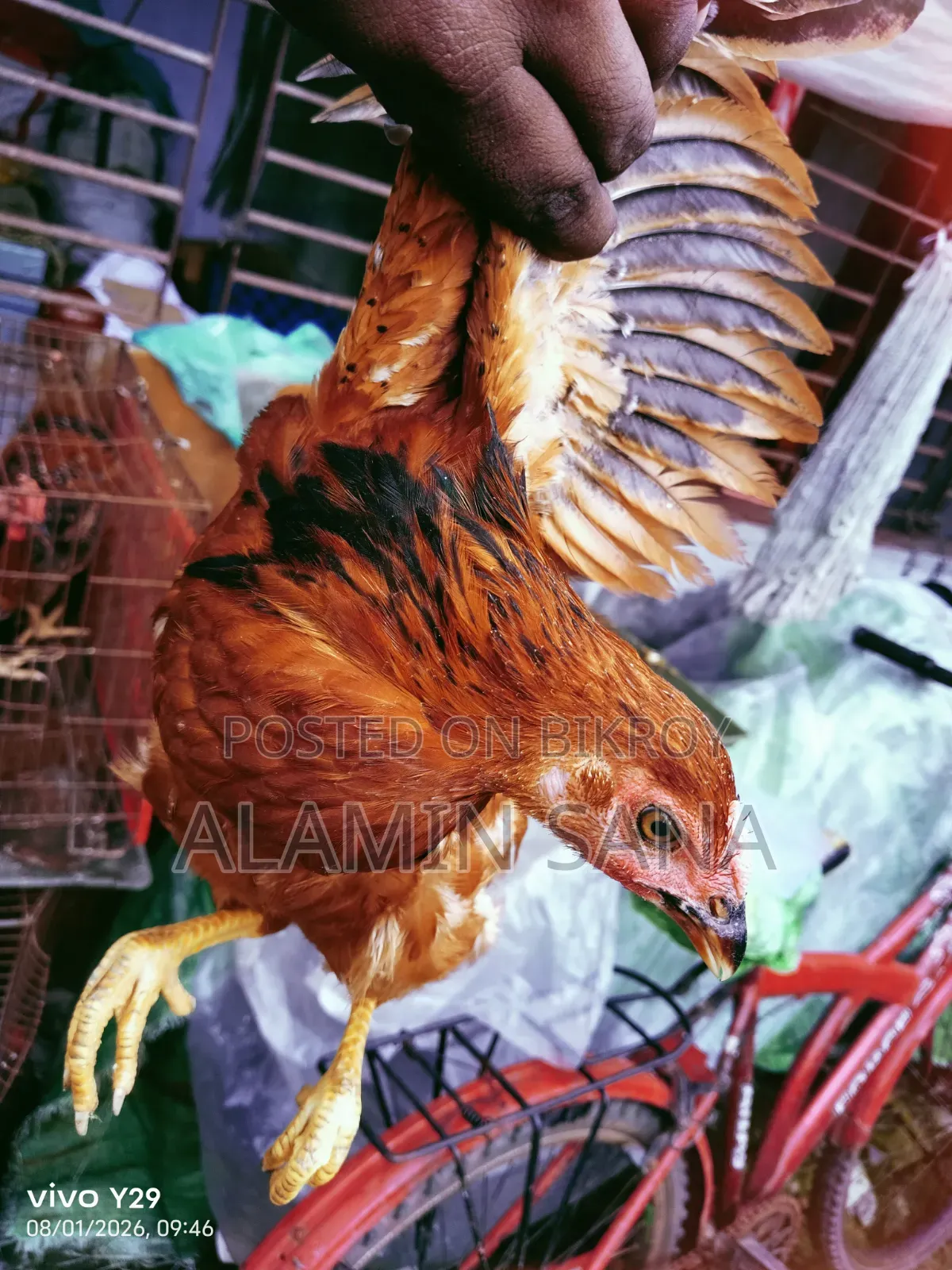 Three healthy and active native chickens for sale
