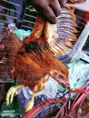 Three healthy and active native chickens for sale