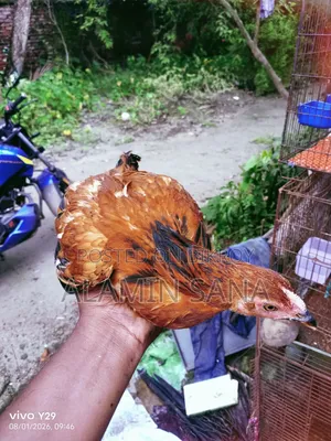 Three healthy and active native chickens for sale