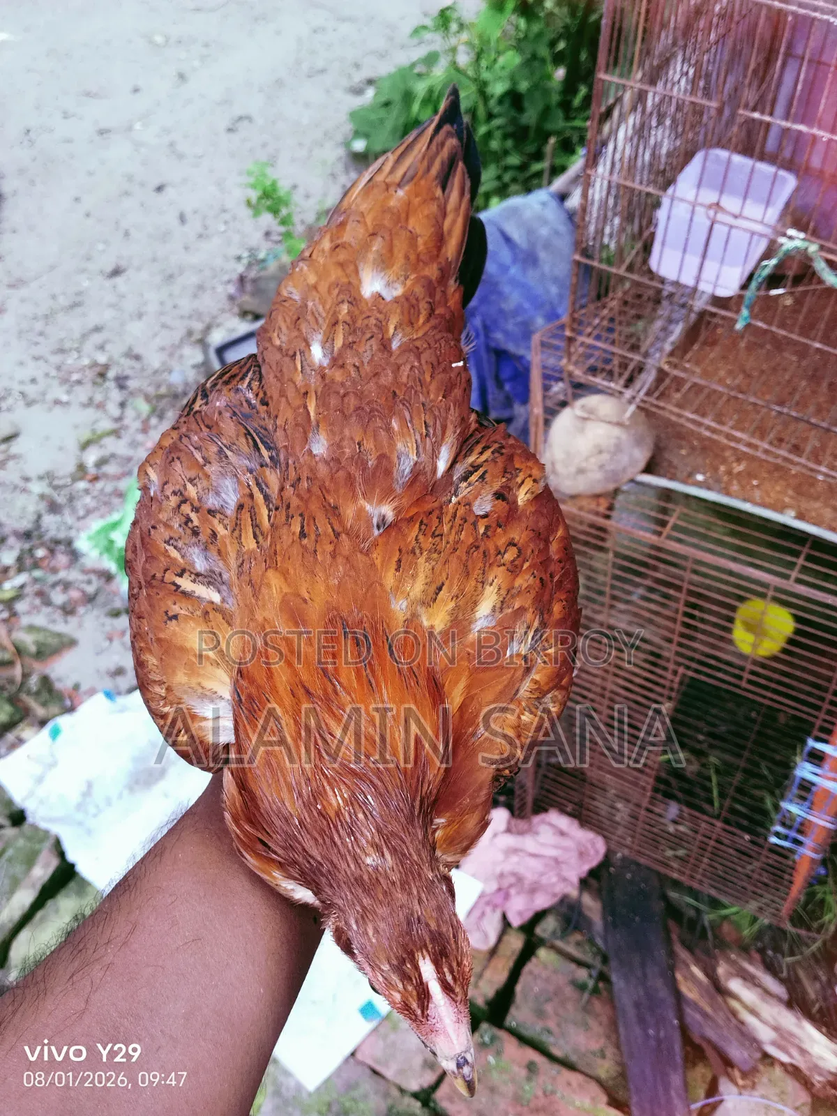 Three healthy and active native chickens for sale
