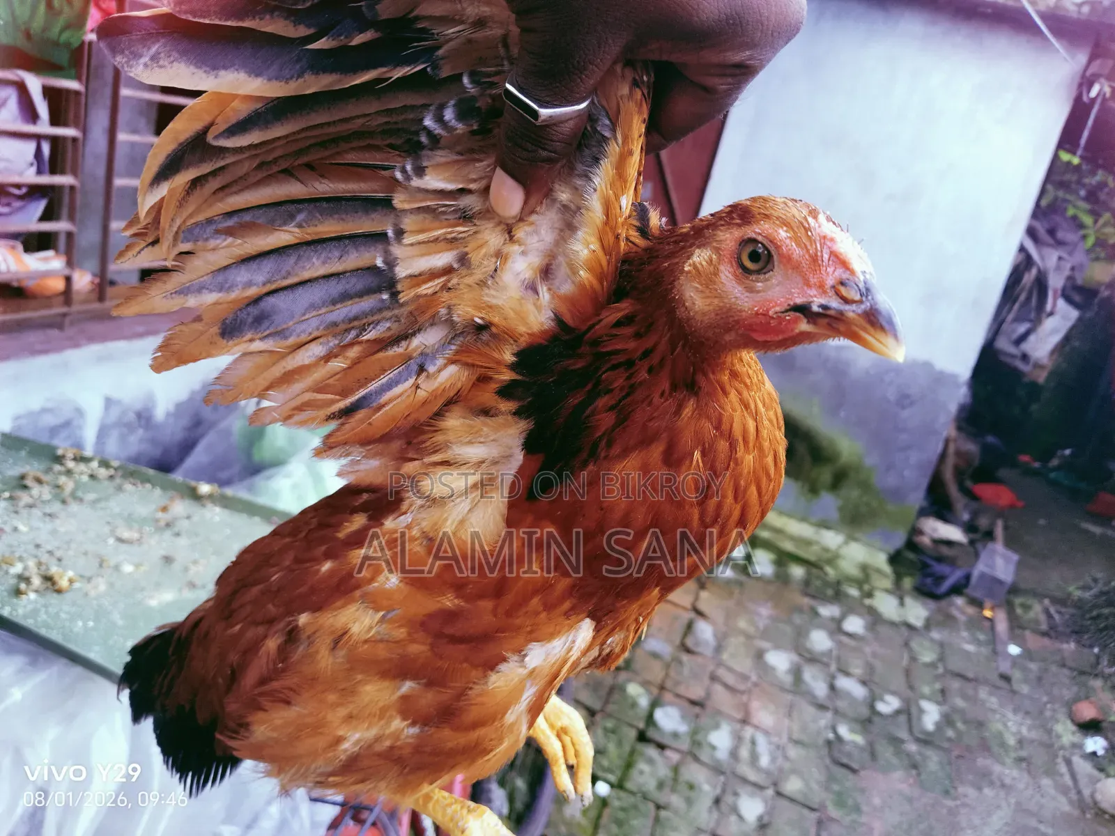 Three healthy and active native chickens for sale