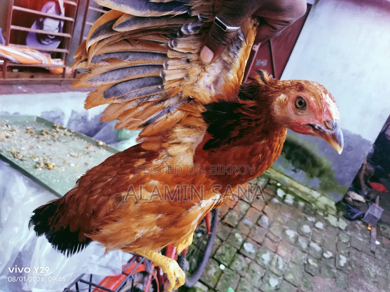 Three healthy and active native chickens for sale