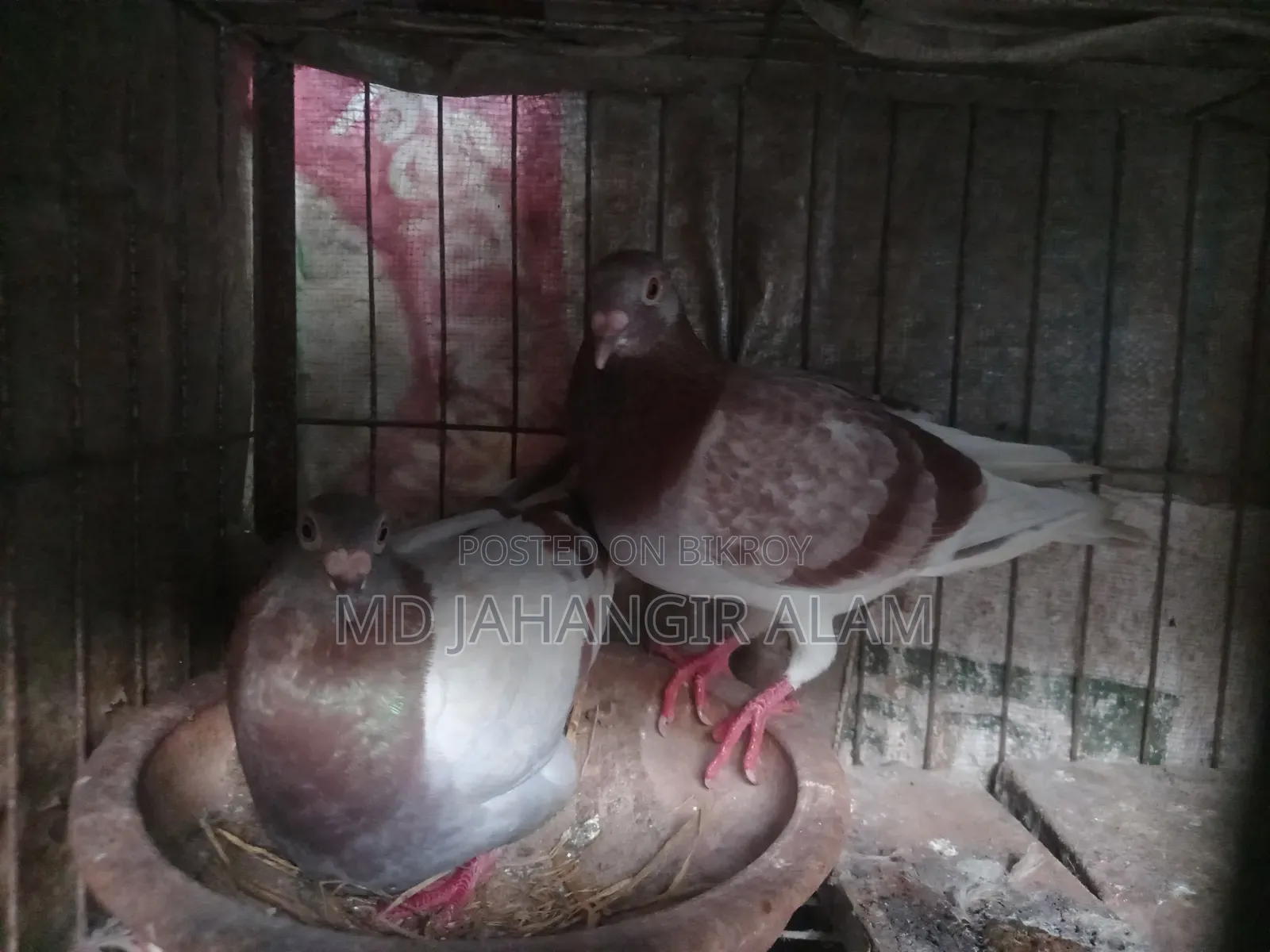 Racer Running Pigeons