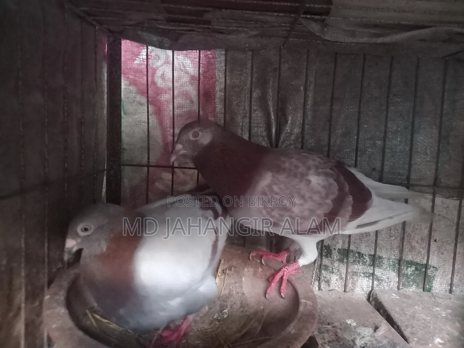 Racer Running Pigeons