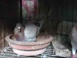 Racer Running Pigeons