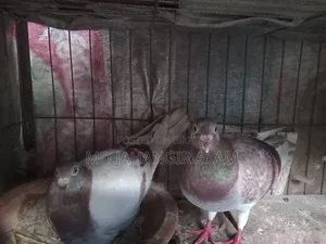 Racer Running Pigeons