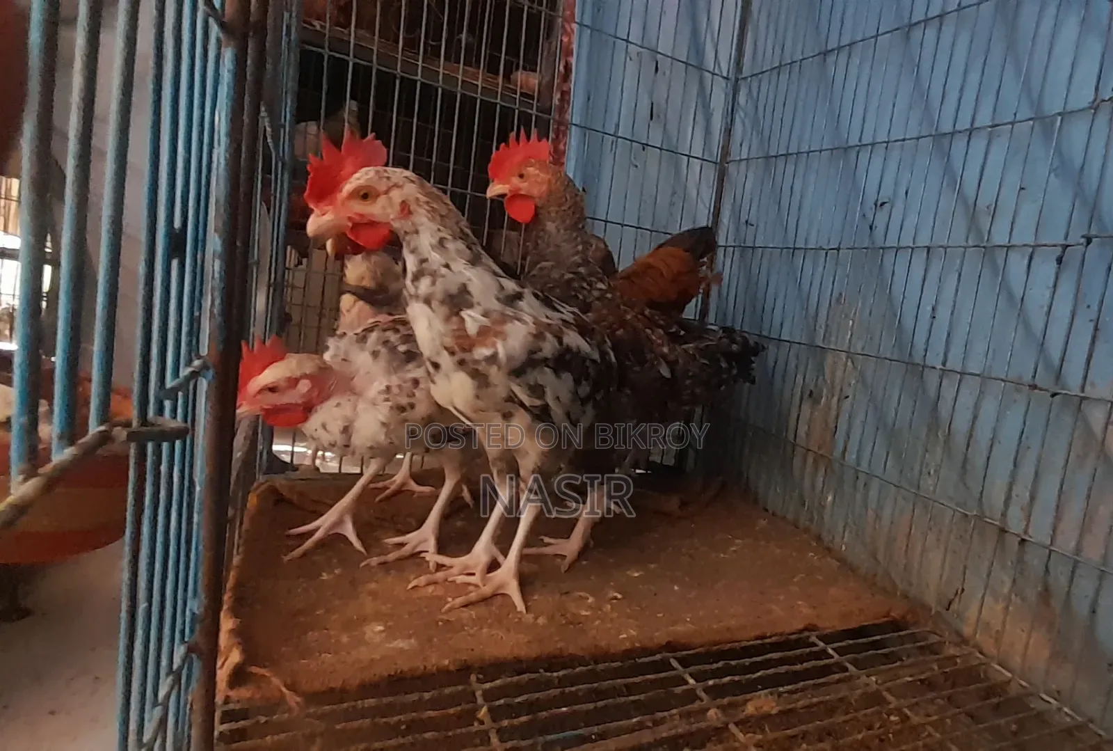 One Large Pure Naked-Neck Deshi Hen Along With 6 Chicks.