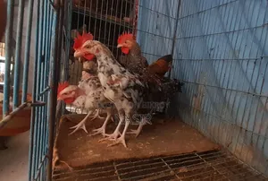 One Large Pure Naked-Neck Deshi Hen Along With 6 Chicks.