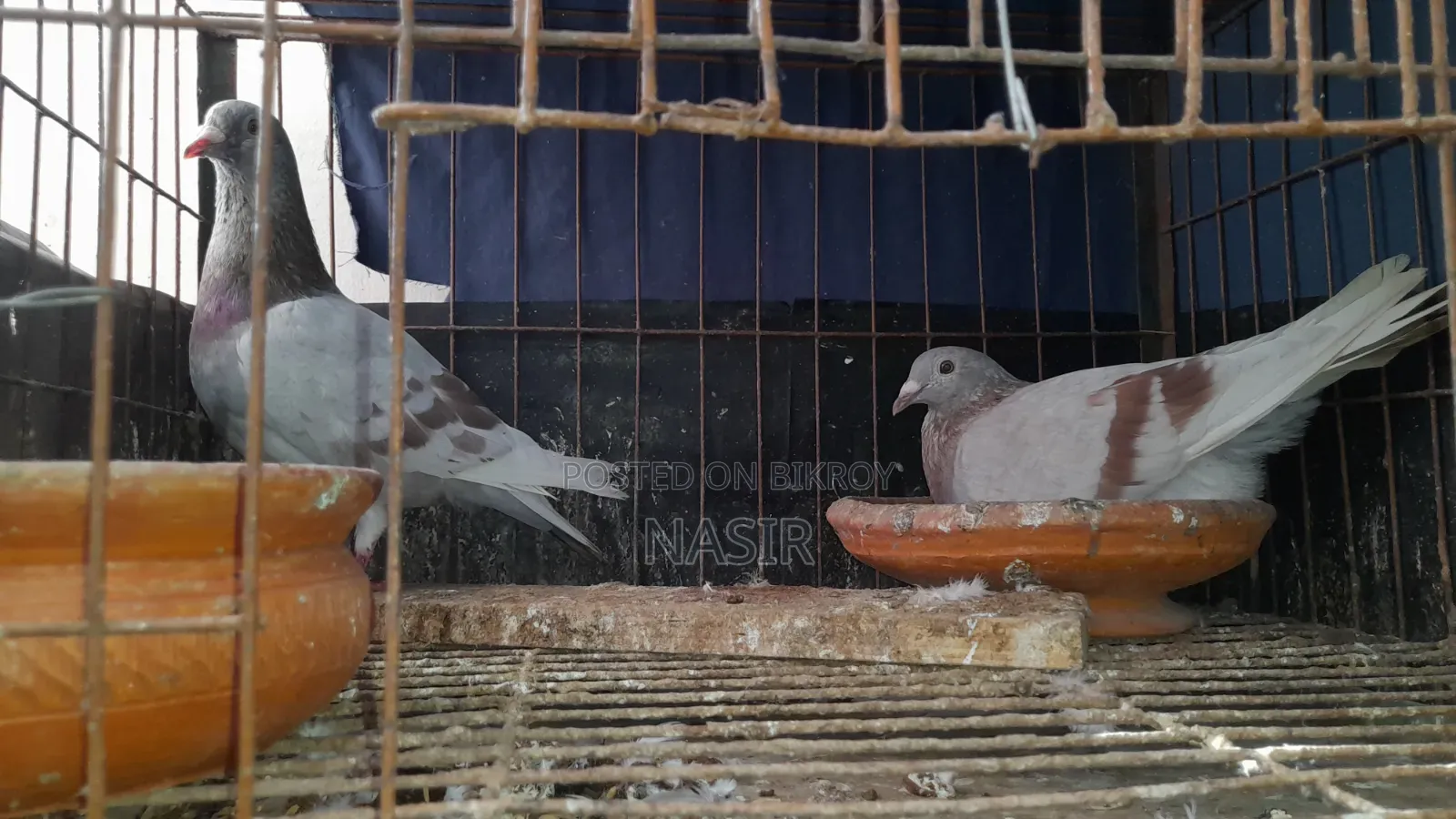 Running Melly and running red checker pigeons.