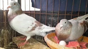 Running Melly and running red checker pigeons.