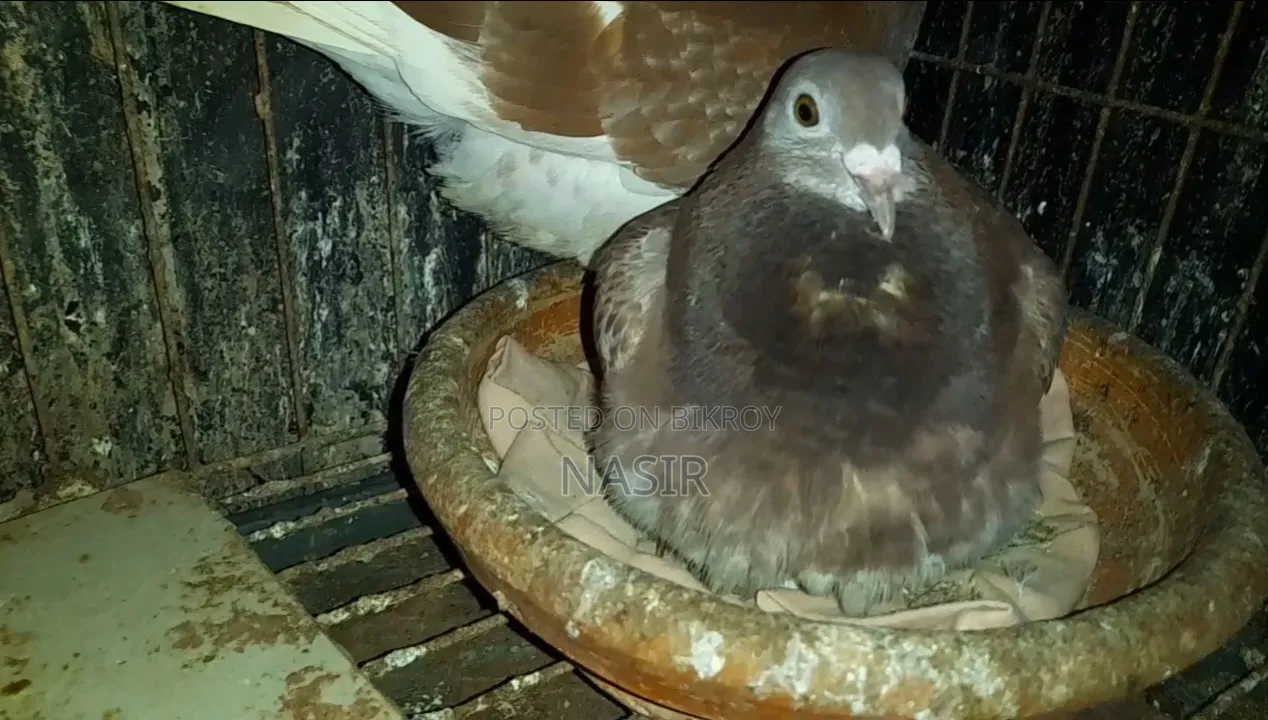 Running Melly and running red checker pigeons.