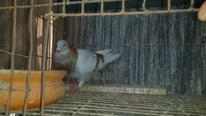 Running Melly and running red checker pigeons.