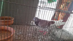 Running Melly and running red checker pigeons.