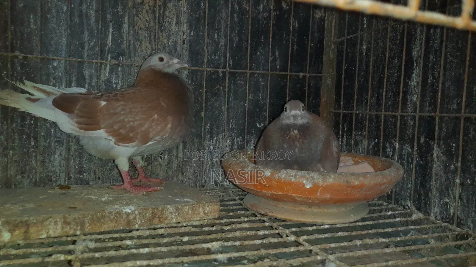 Running Melly and running red checker pigeons.