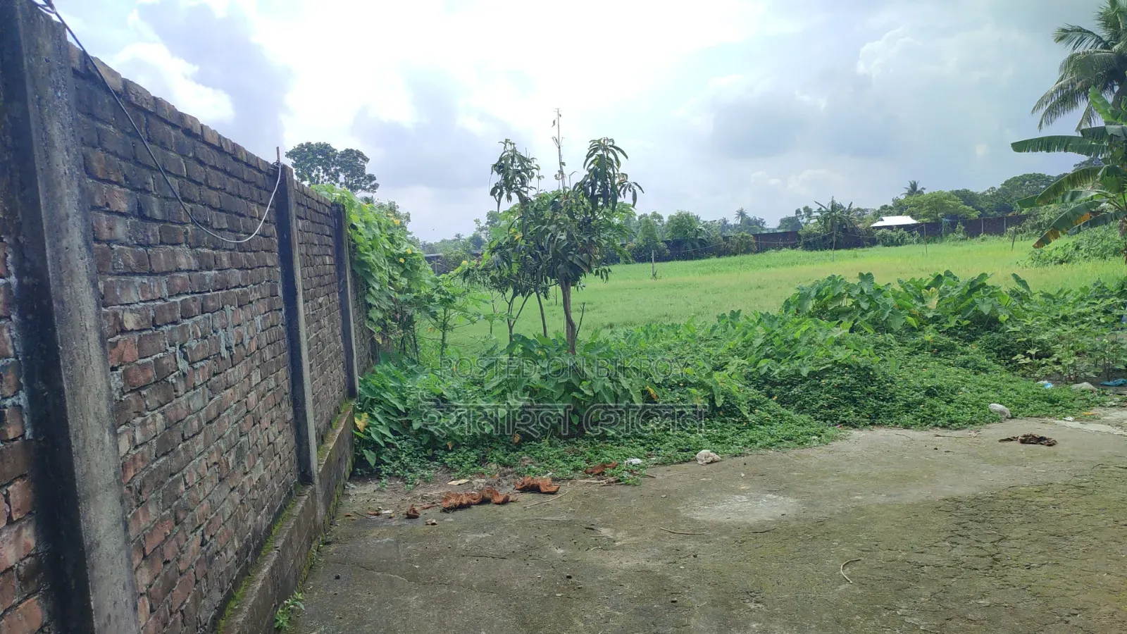 আরসিসি বাউন্ডারী করা ১৩ বিঘা জমি বিক্রি হবে