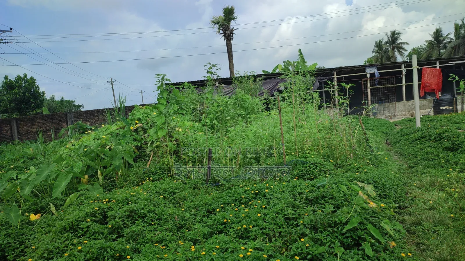 আরসিসি বাউন্ডারী করা ১৩ বিঘা জমি বিক্রি হবে