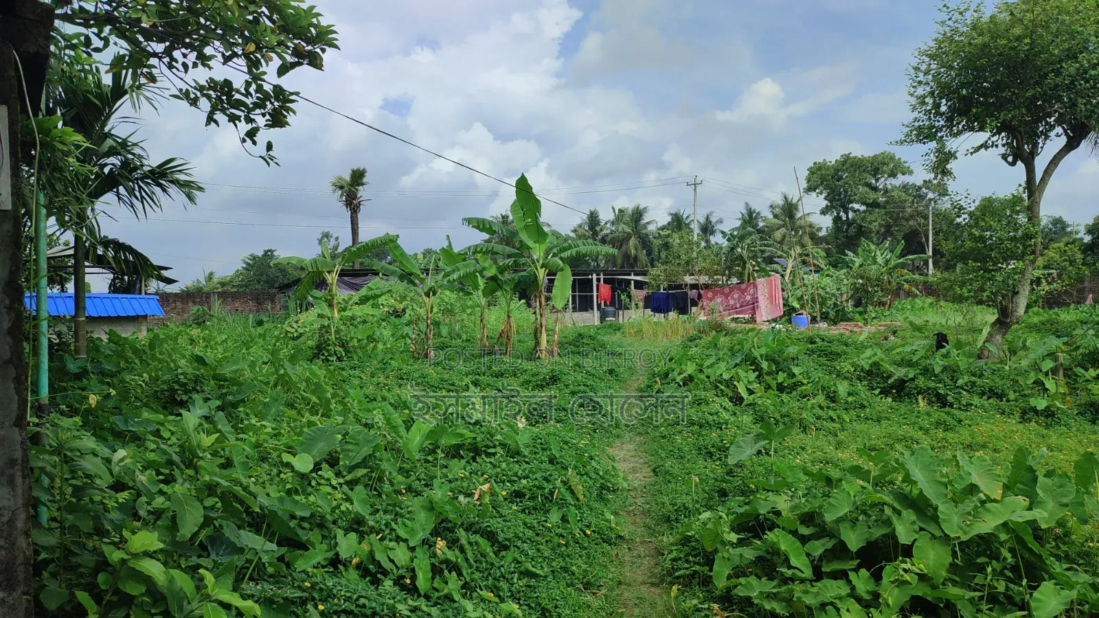 আরসিসি বাউন্ডারী করা ১৩ বিঘা জমি বিক্রি হবে