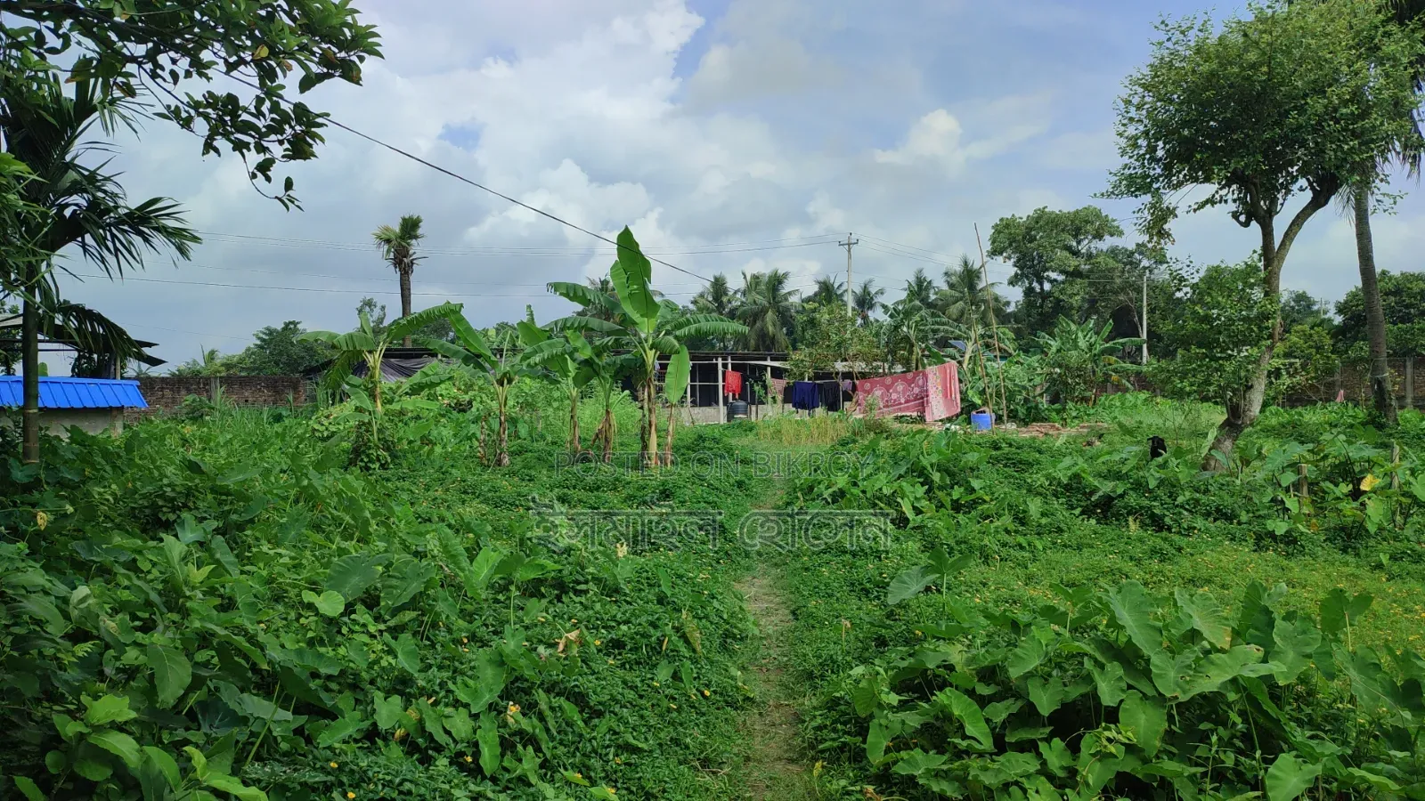 আরসিসি বাউন্ডারী করা ১৩ বিঘা জমি বিক্রি হবে