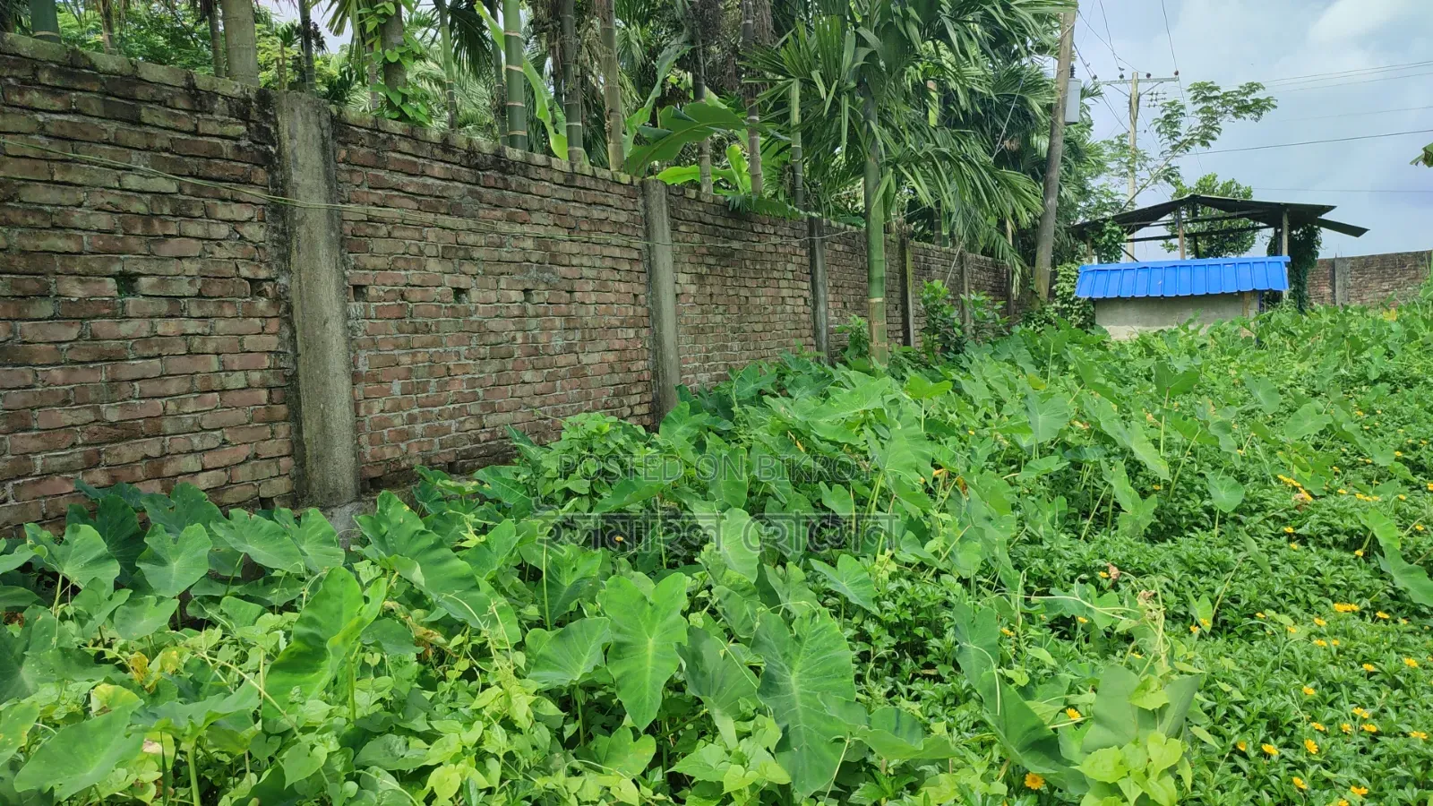 আরসিসি বাউন্ডারী করা ১৩ বিঘা জমি বিক্রি হবে