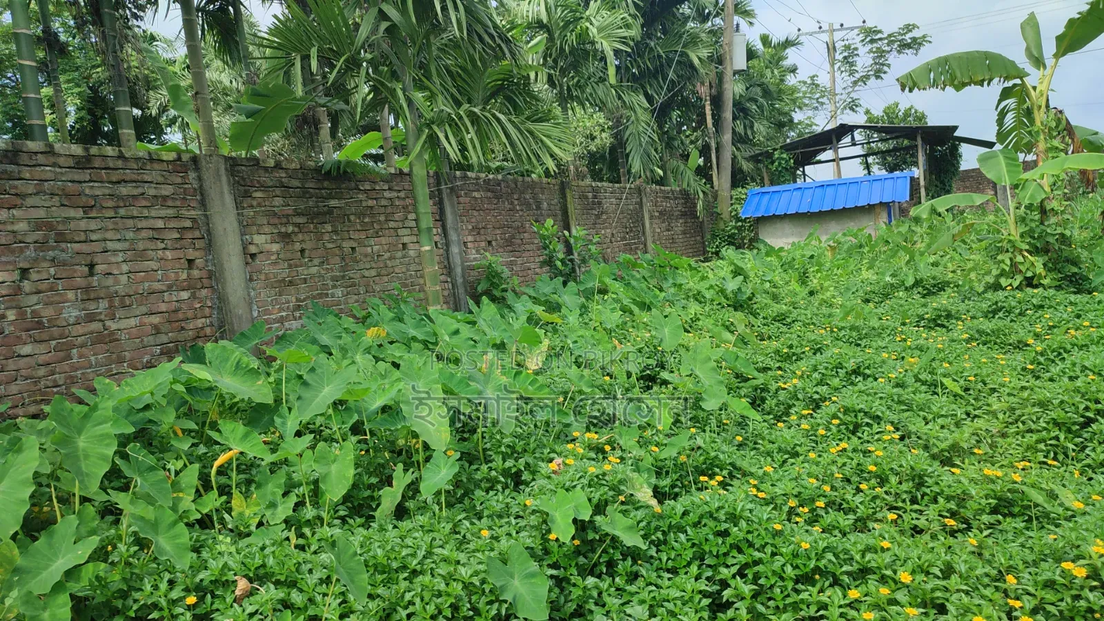 আরসিসি বাউন্ডারী করা ১৩ বিঘা জমি বিক্রি হবে