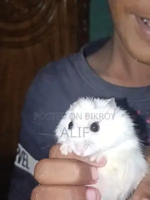 4Month Male Winter White Hamster With Premium Full Setup for Sale