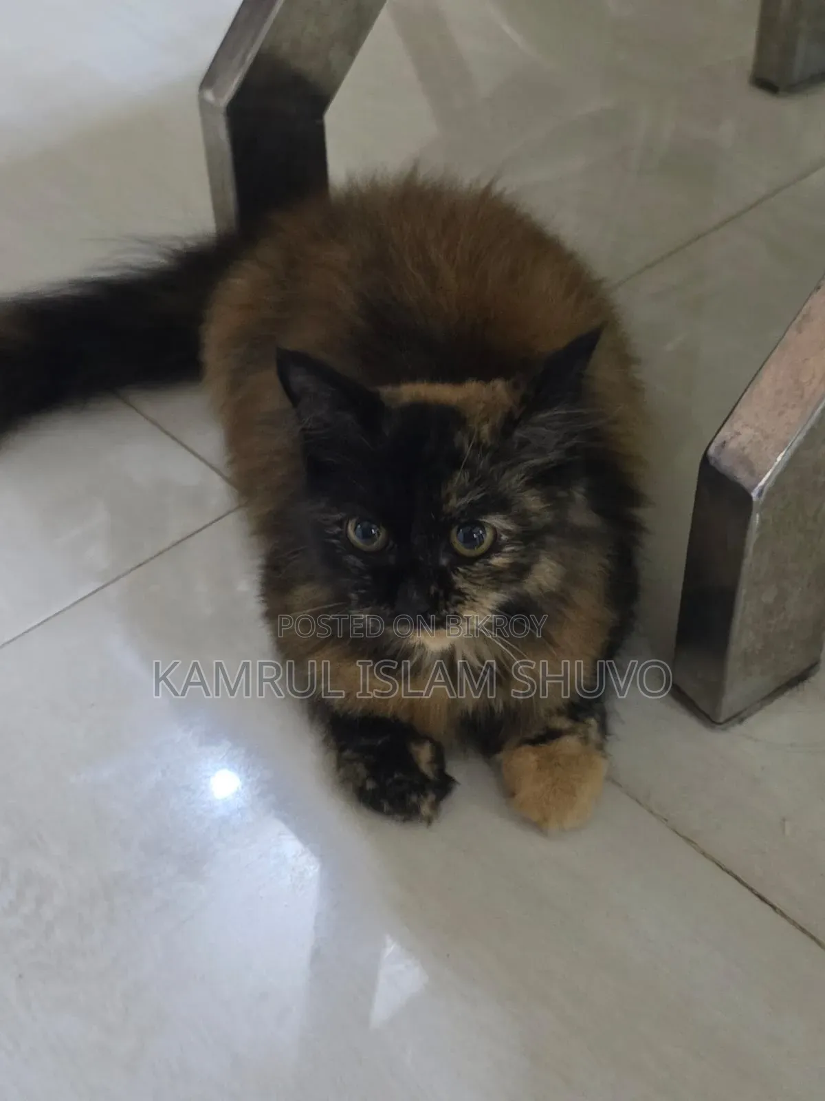 ০-১ মাস বয়সী পুরুষ খাঁটি পার্সিয়ান