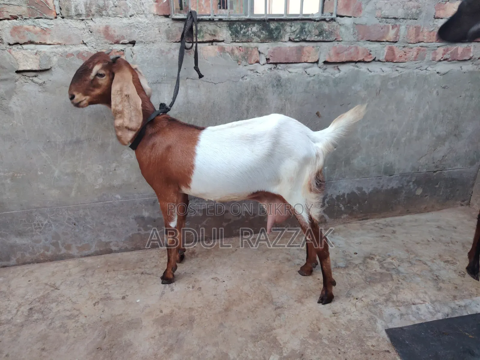 Mother and Baby Goat