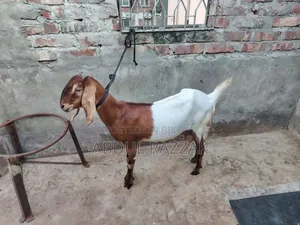 Mother and Baby Goat
