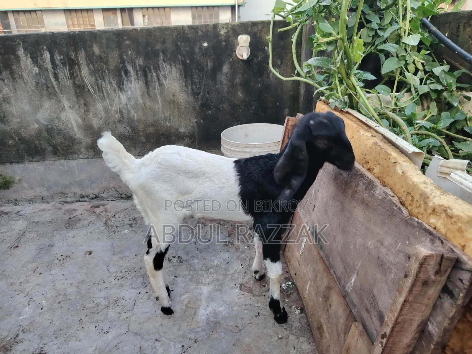 Mother and Baby Goat