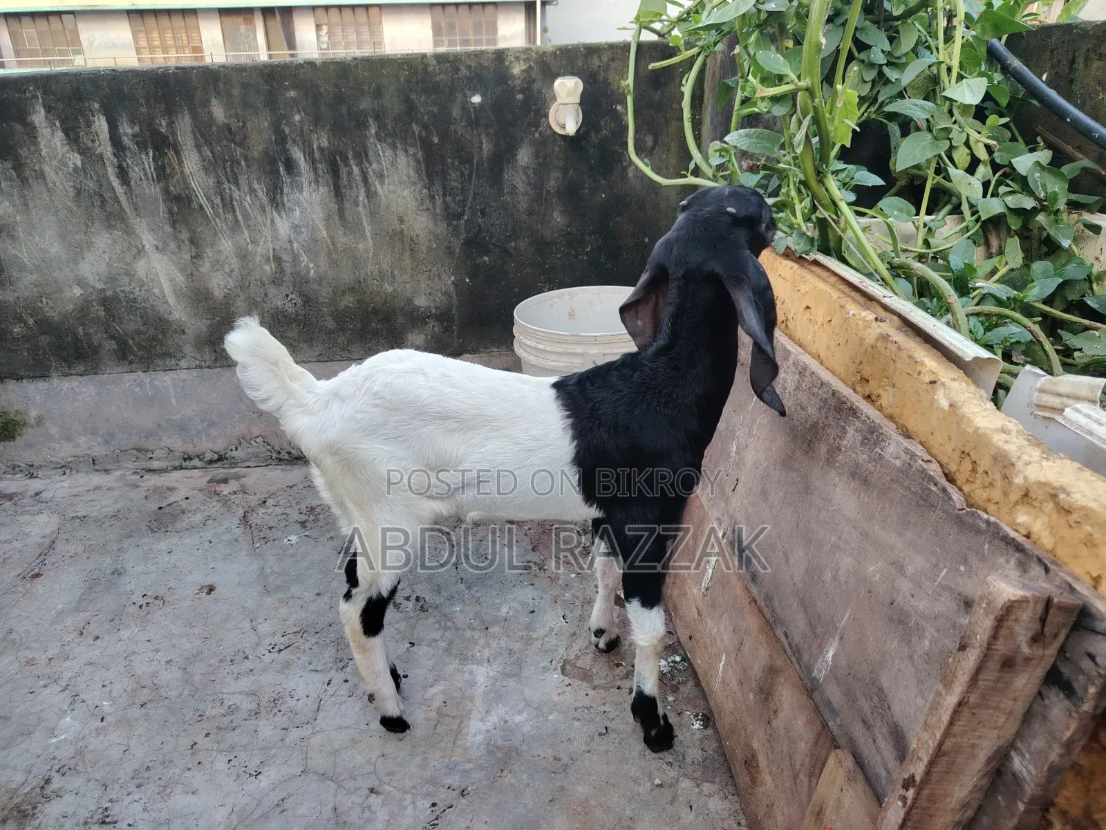 Mother and Baby Goat