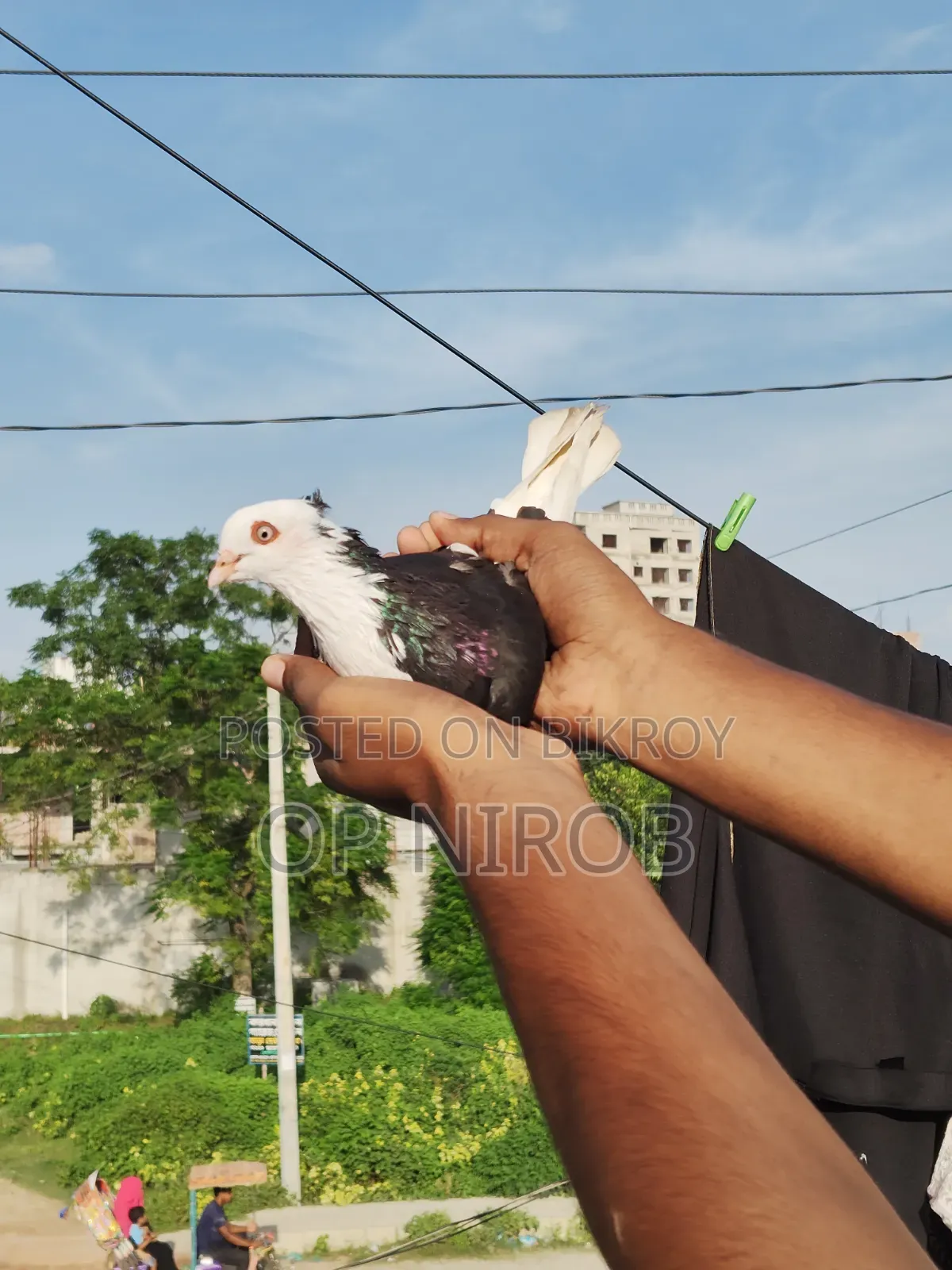 গররা কবুতর