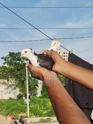 গররা কবুতর