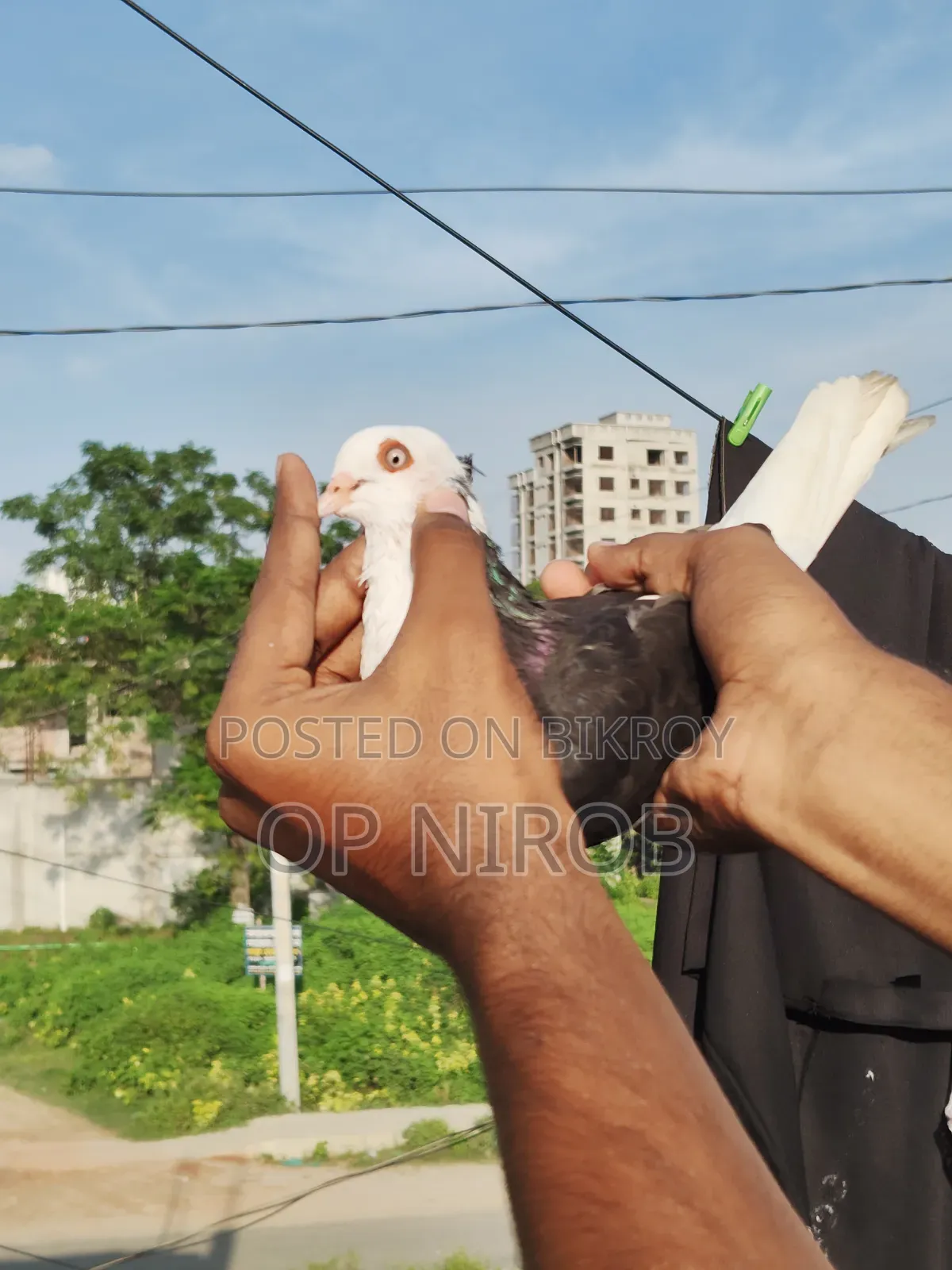 গররা কবুতর