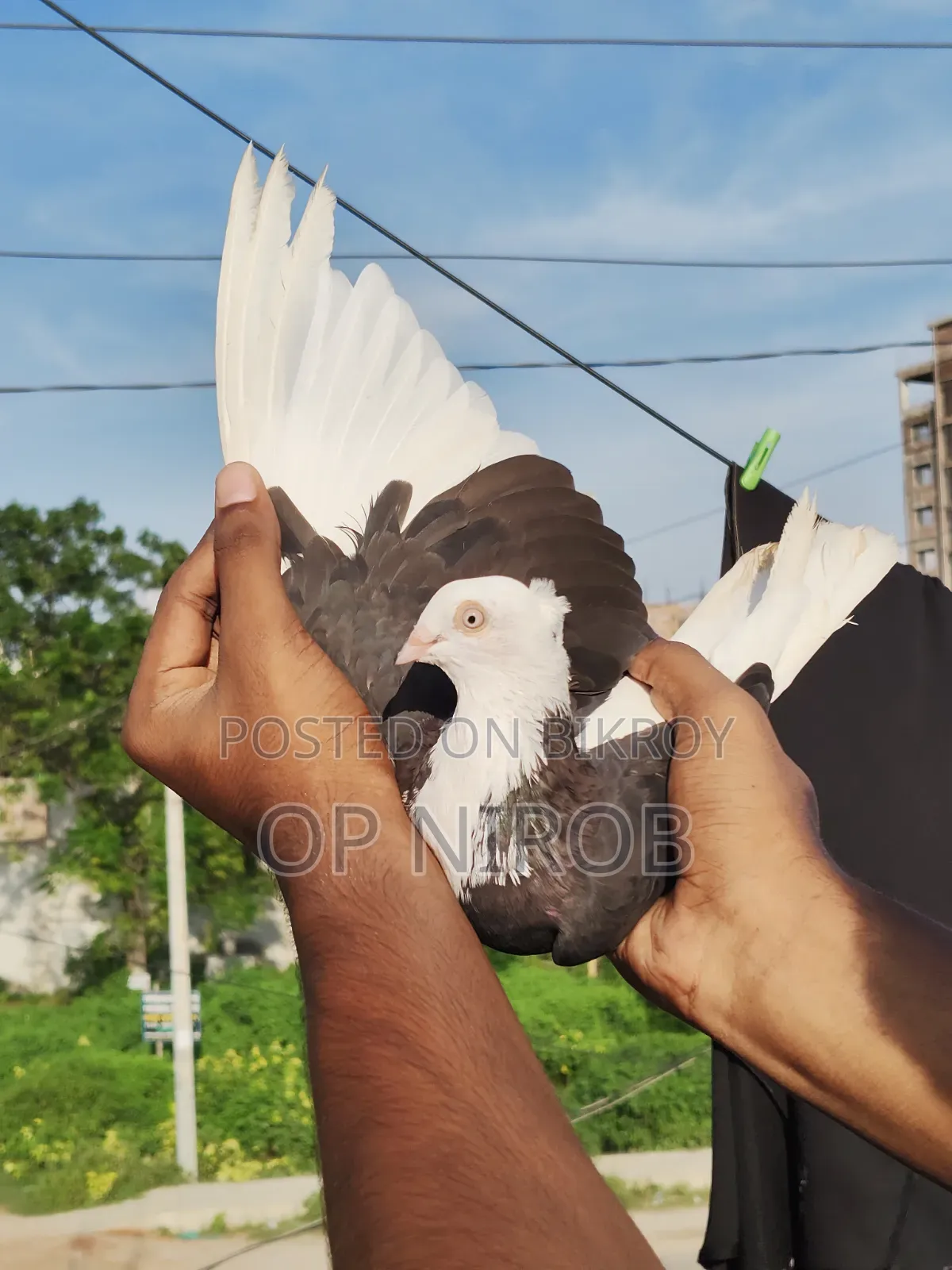 গররা কবুতর